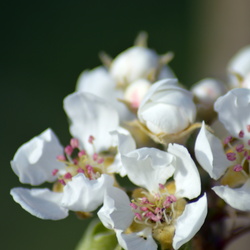 Fleurs & Fruits