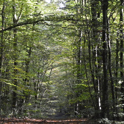 la Forêt